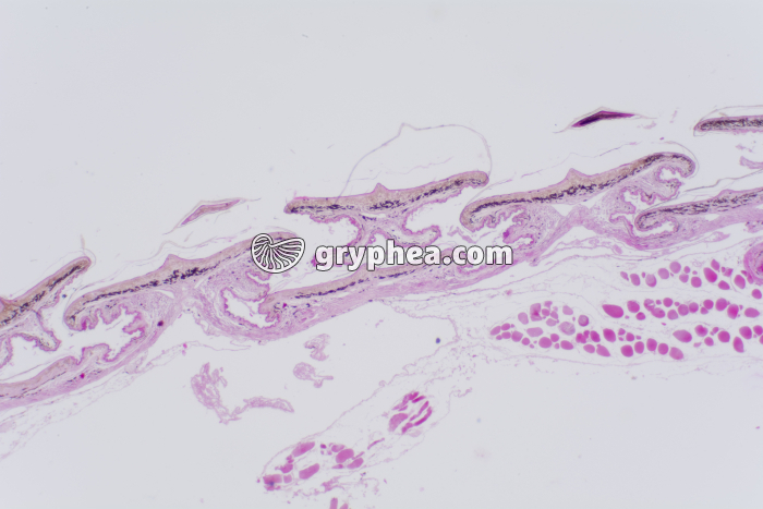 Peau de reptile CT x10 - gryphea.org